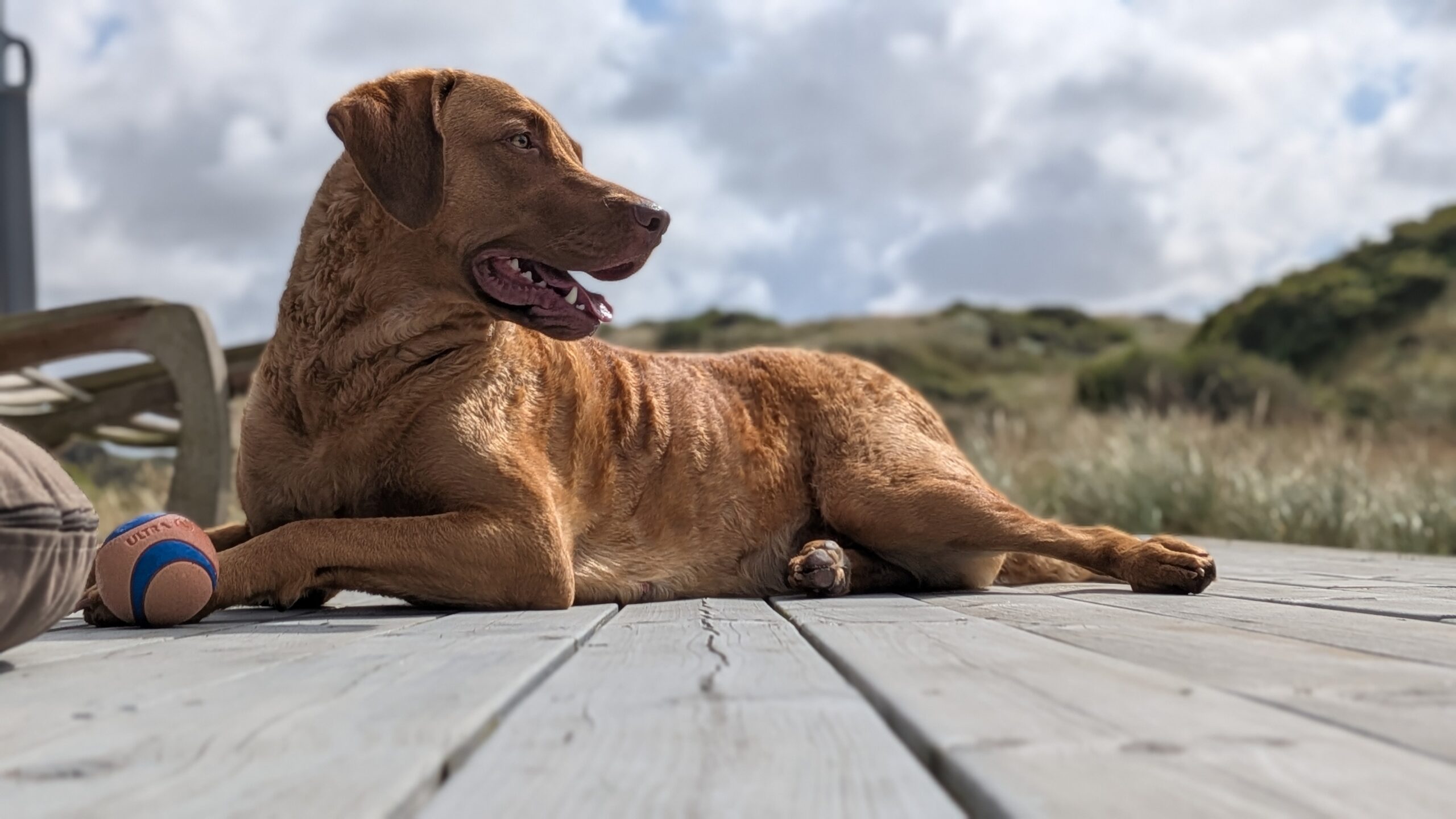 Hund Retriever Chesapeake